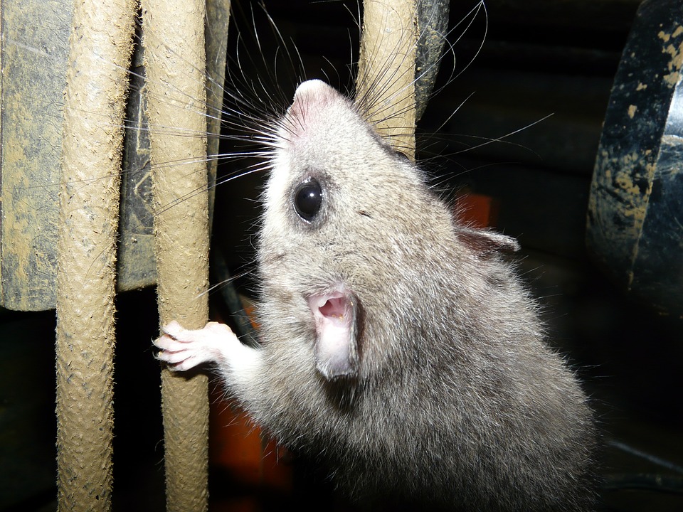 rodent at home