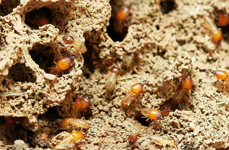 termites